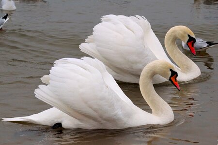 Water bird swans nature