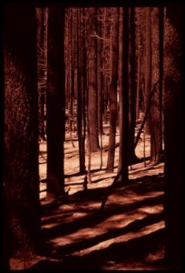 Scene-within-the-section-of-the-burn-area-known-as-granite-fire-this-part-of-the-territory-has-not-yet-been-logged-september-1973 7006960390 o