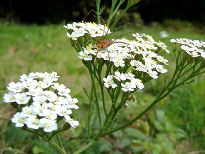 White flower nature close