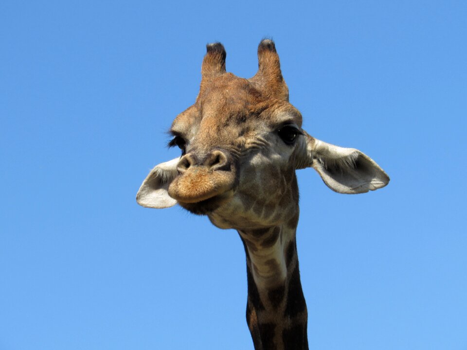 Zoo africa living nature