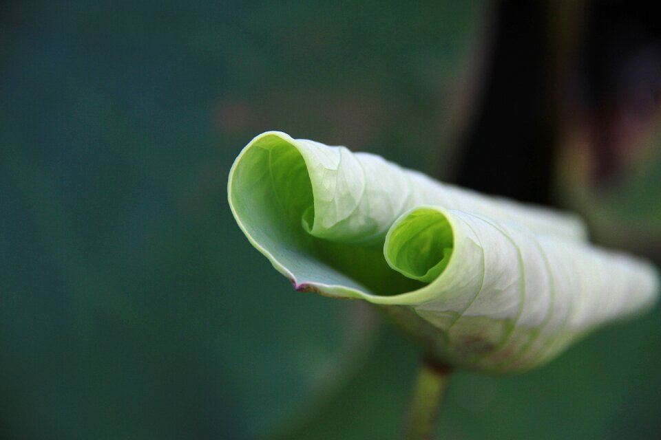 Background close-up lotus leaf