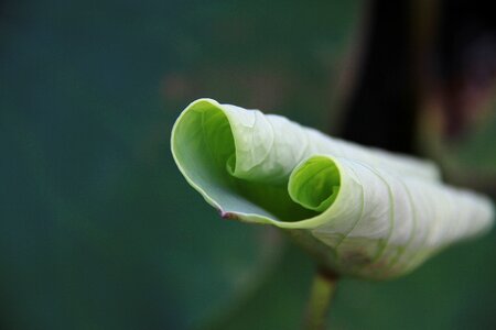 Background close-up lotus leaf photo