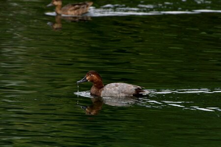 Bird duck it is home to half the