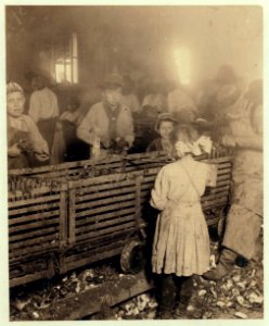 Scene in canning factory showing a 7-year old girl who shucks 3 pots of oysters a day, and works regularly, and her 6-year old brother who helps some. Also a 11-year old boy who does six LOC nclc.01004