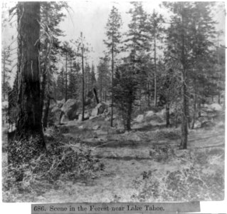 Scene in the Forest near Lake Tahoe LCCN2002721660 photo