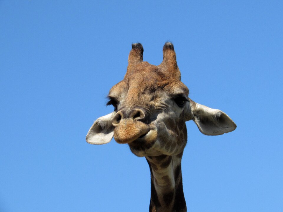 Zoo africa living nature