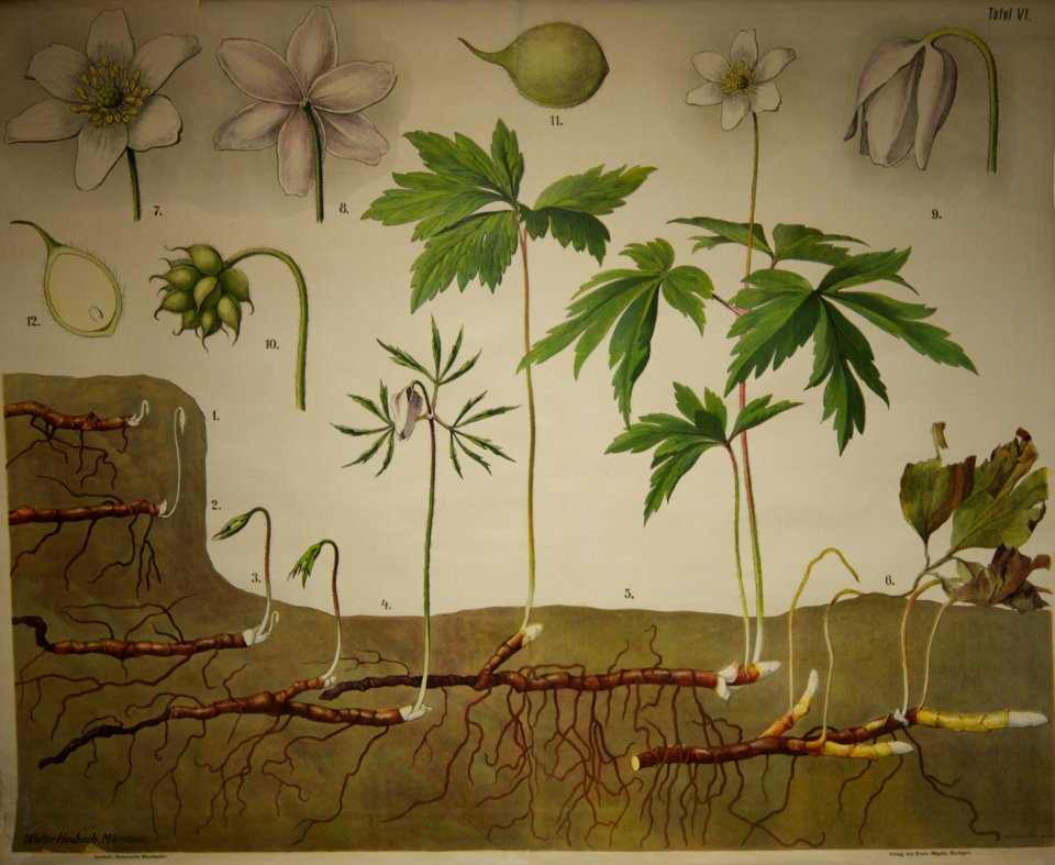 Schmeils Botanische Wandtafeln 01