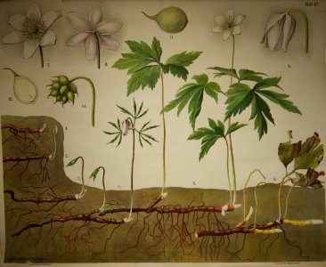 Schmeils Botanische Wandtafeln 01