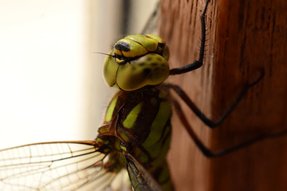 Insect macro nature