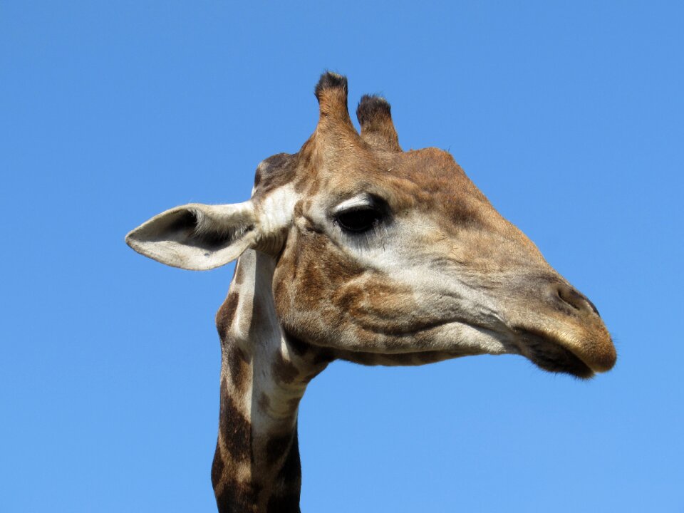 Zoo africa living nature
