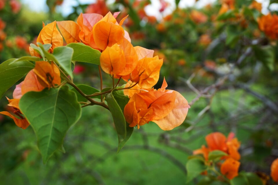 Nature flora outdoor