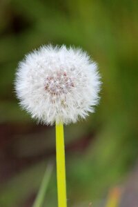 Cotton nature blossom