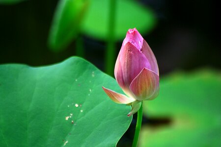 Plant nature dew