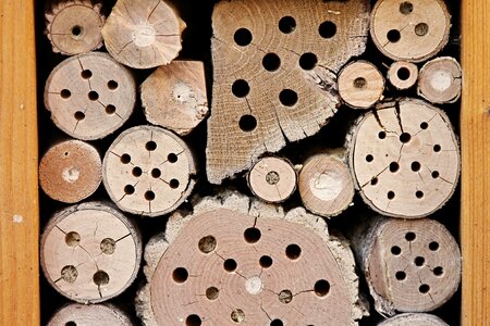 Perforated insect house bee hotel photo
