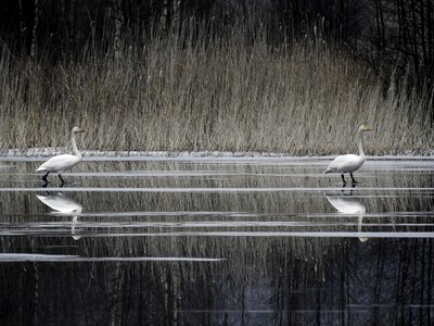 Nature lake spring
