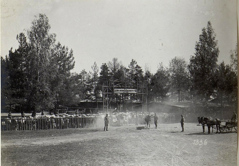 Schlachtvieh im Abshcnitt der 4. k.u.k. Armee (BildID 15686234)