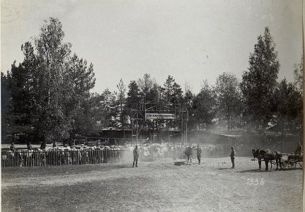 Schlachtvieh im Abshcnitt der 4. k.u.k. Armee (BildID 15686234)