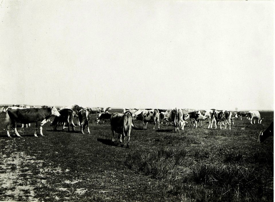 Schlachtviehdepot in Kalusz, Juni 1917. (BildID 15591096)