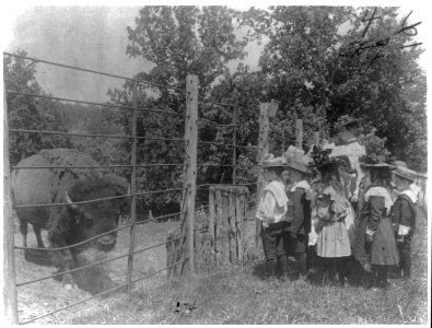 School children looking at bison at zoo, Washington, D.C. LCCN2001703667