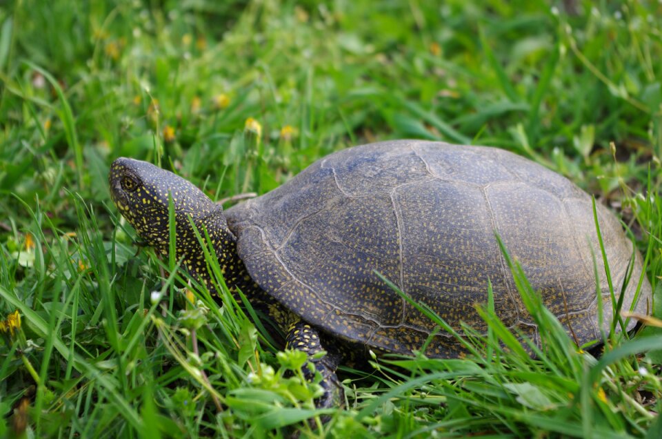 Nature turtle shell