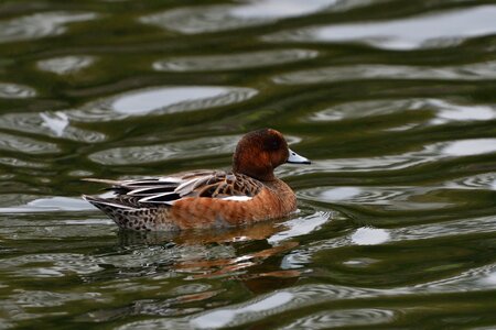 Waters natural duck photo