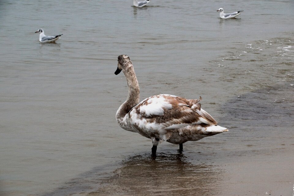 The coast nature birds