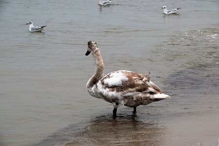 The coast nature birds