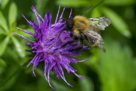 Bumble-bee thistle summer photo