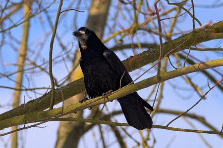 Nature crows urban birds photo