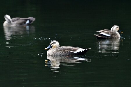 Waters natural spot-billed duck photo