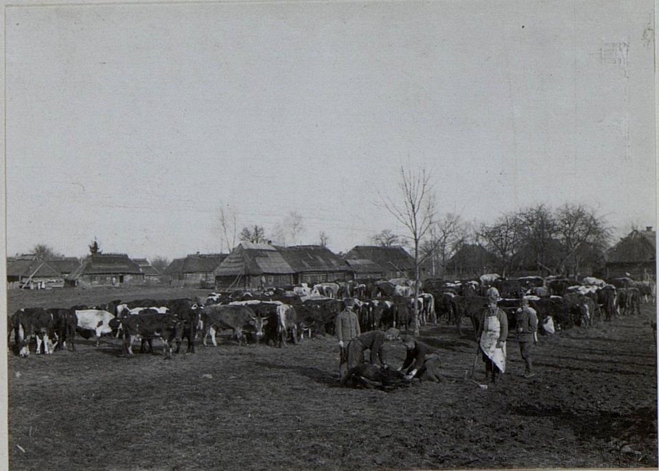Schlachtviehdepot des 8.Korps, Gutterplatz, Perehinsko Februar 1916 (BildID 15455247)