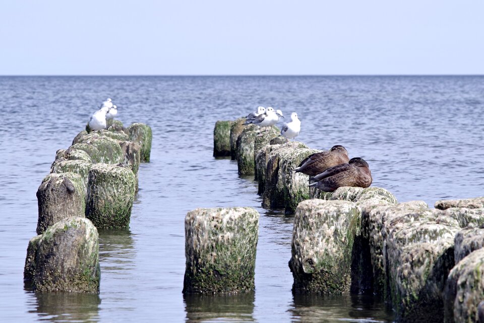 Birds sea wild birds