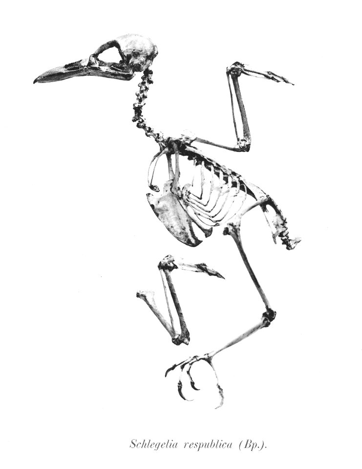 Schlegelia respublica 78