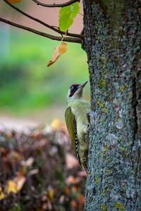 Woodpecker flying zorro bird