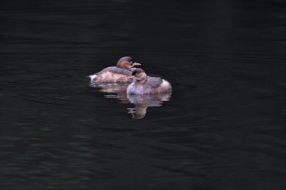 Bird natural grebes