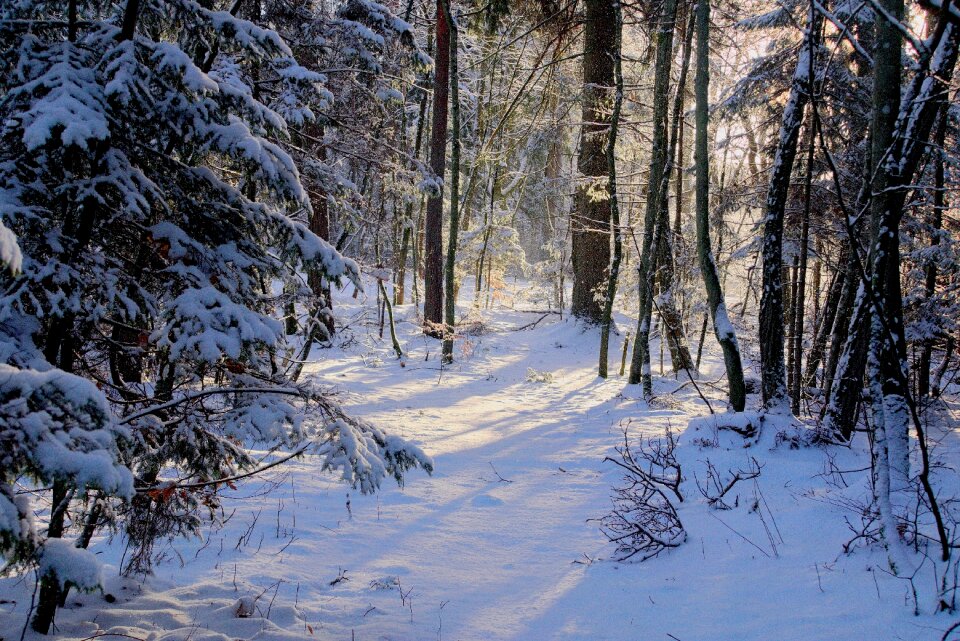 Forest tree landscape