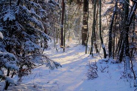 Forest tree landscape photo