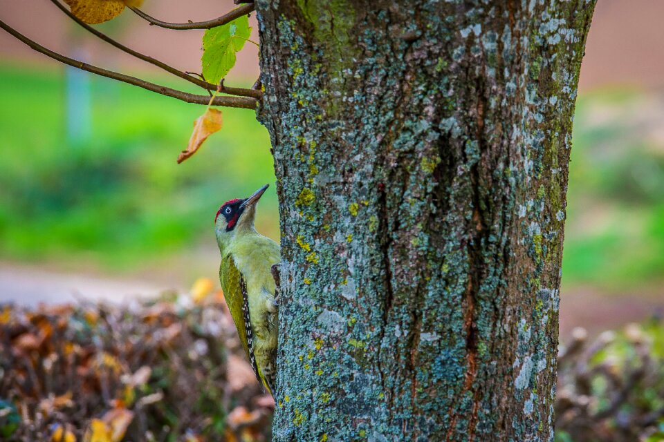Woodpecker flying zorro bird