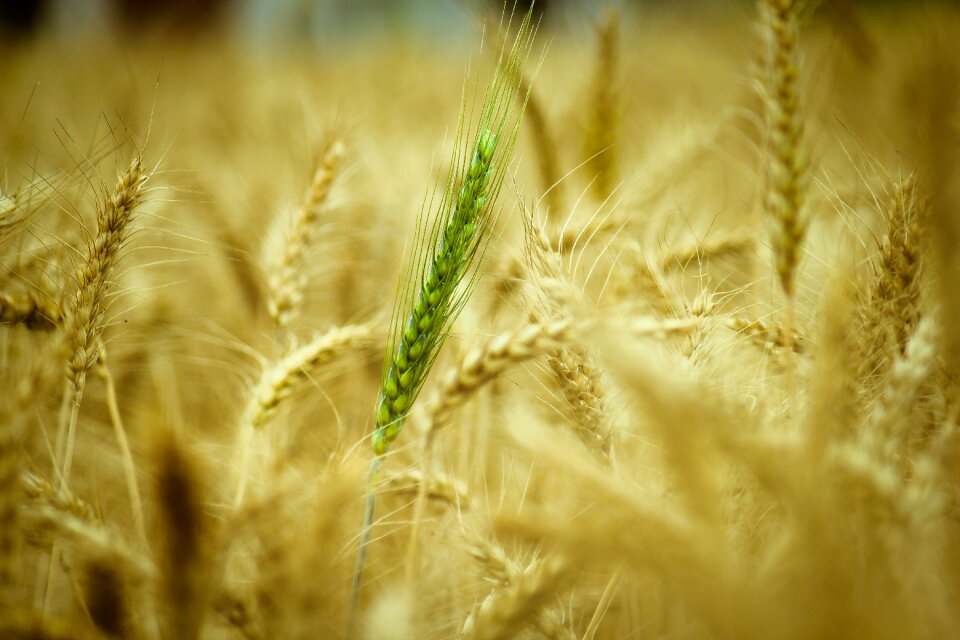 Nature growth food