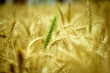 Nature growth food