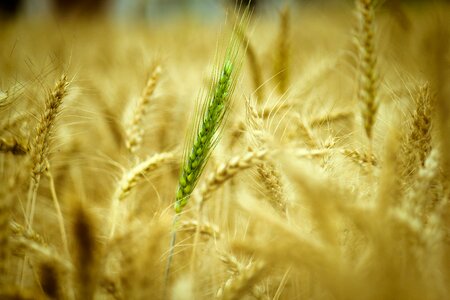 Nature growth food photo