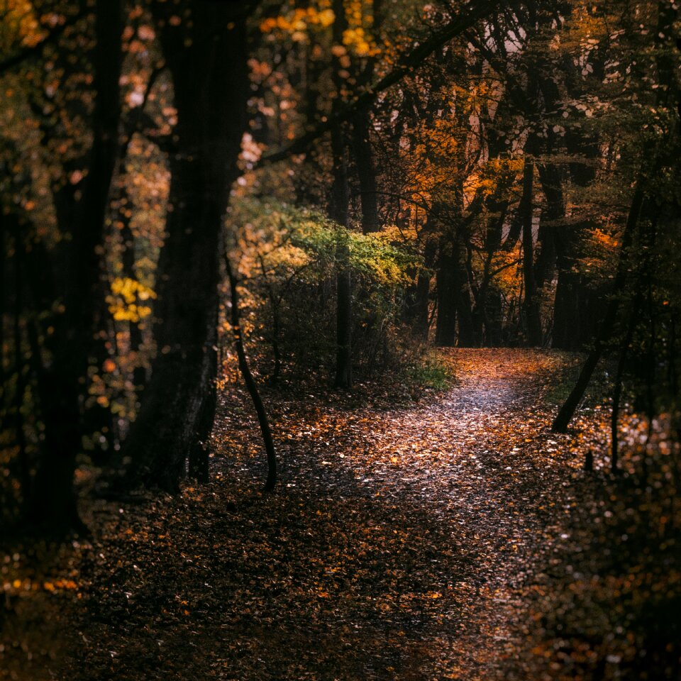 Away nature golden autumn