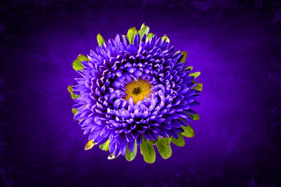Violet plant blossom