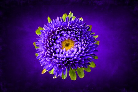 Violet plant blossom