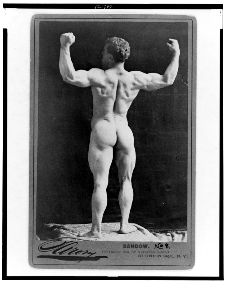 Sandow - Sarony. LCCN98516560