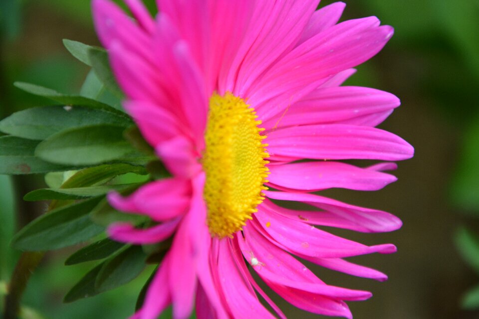 Pink nature garden