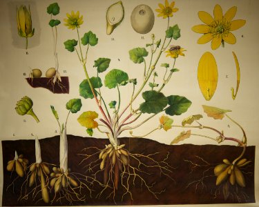 Schmeils Botanische Wandtafeln 02
