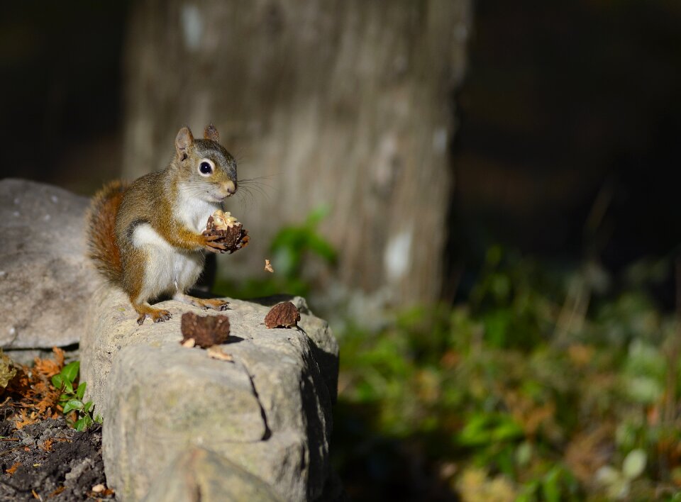 Squirrel wood brown wood