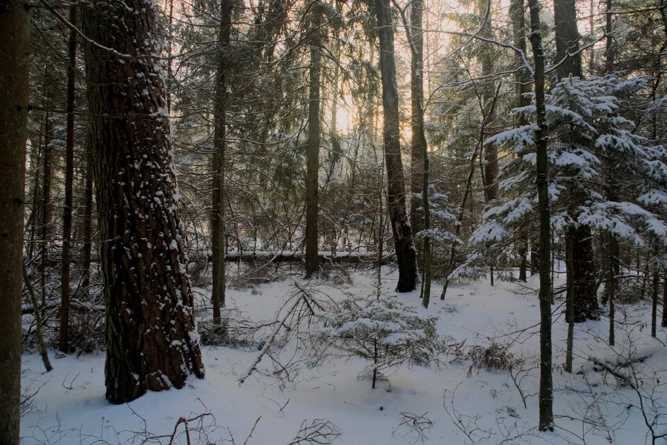 Forest tree landscape