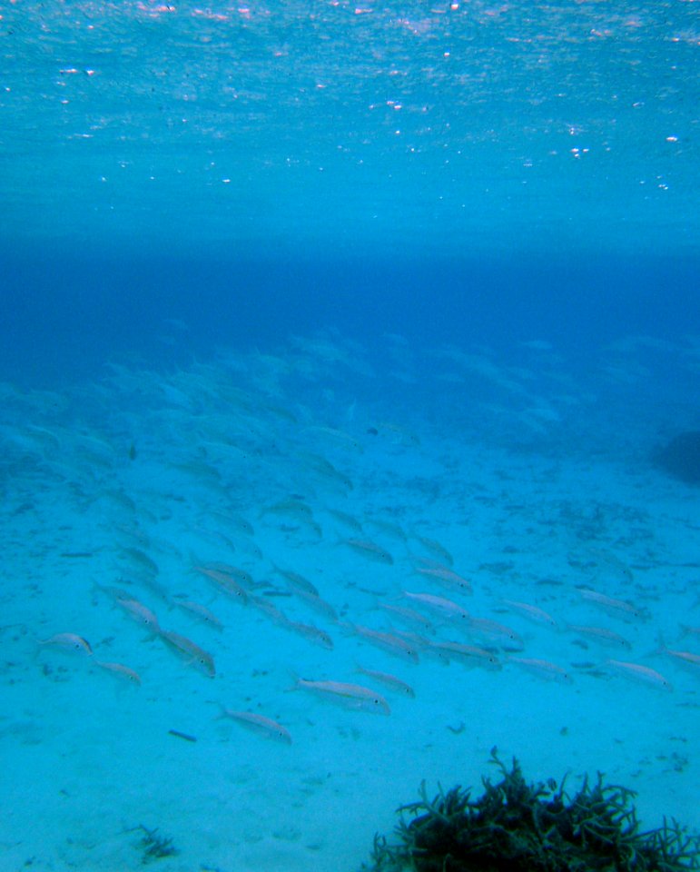 School of goatfish (reef091899580)